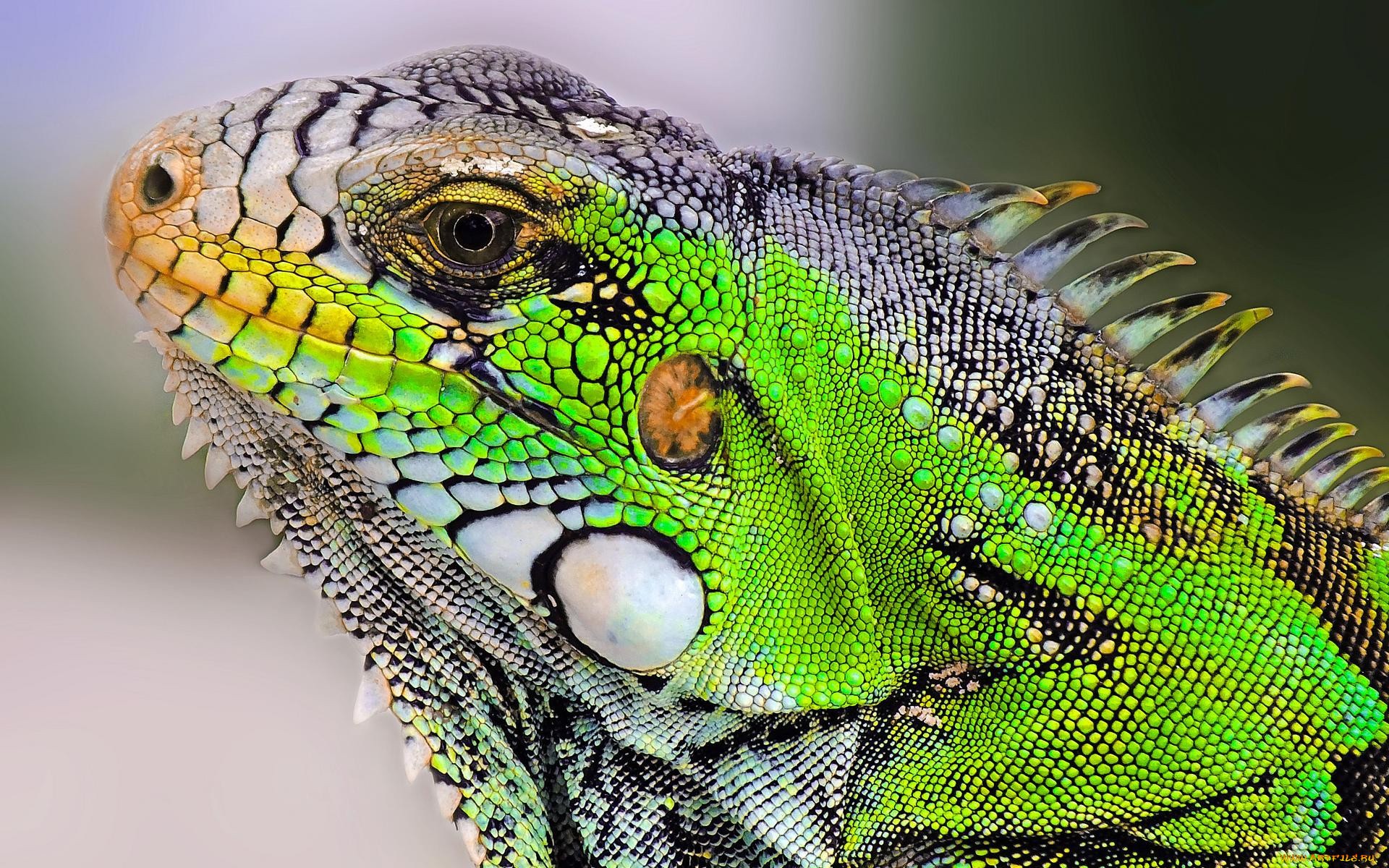 , ,  ,  , , , , , iguana